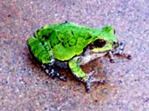 Gray Tree Frog