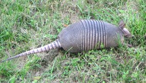 A Nine-banded Armadillo