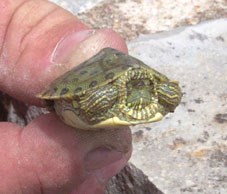 Texas Cooter Turtle
