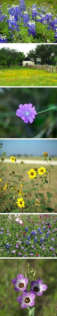 Photos of several wildflowers typical of the Hill Country