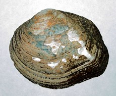 Southern Mapleleaf Mollusk