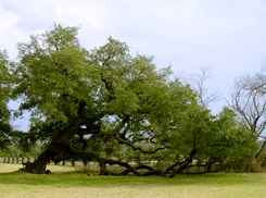 Live Oak at Johnson Settlement
