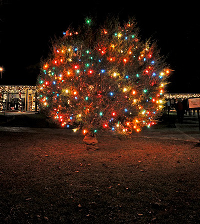 Christmas Tree at the LBJ State Park & Historic Site