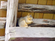 Squirrel at the Sam E. Johnson, Sr. Cabin