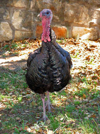 A Turkey poses at the Visitor Center
