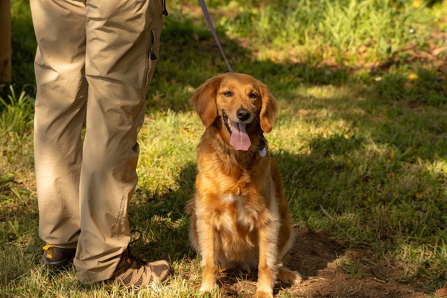 A visitor stands next to a dog on a leash.