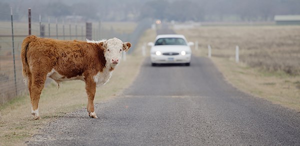A car approaches as a Hereford calf stands ready to cross the road.