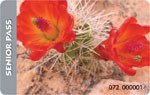 Senior Pass photo is of cactus blossoms