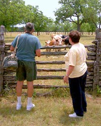 Visitors enjoy viewing longhorn cattle at the Johnson Settlement