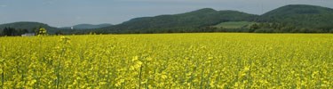 Yellow field of canola plants.