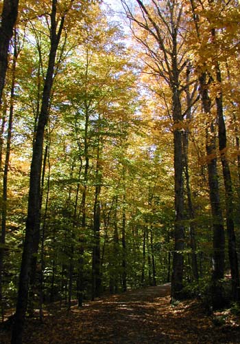 Forest @ Marsh Billings Rockefeller NHP