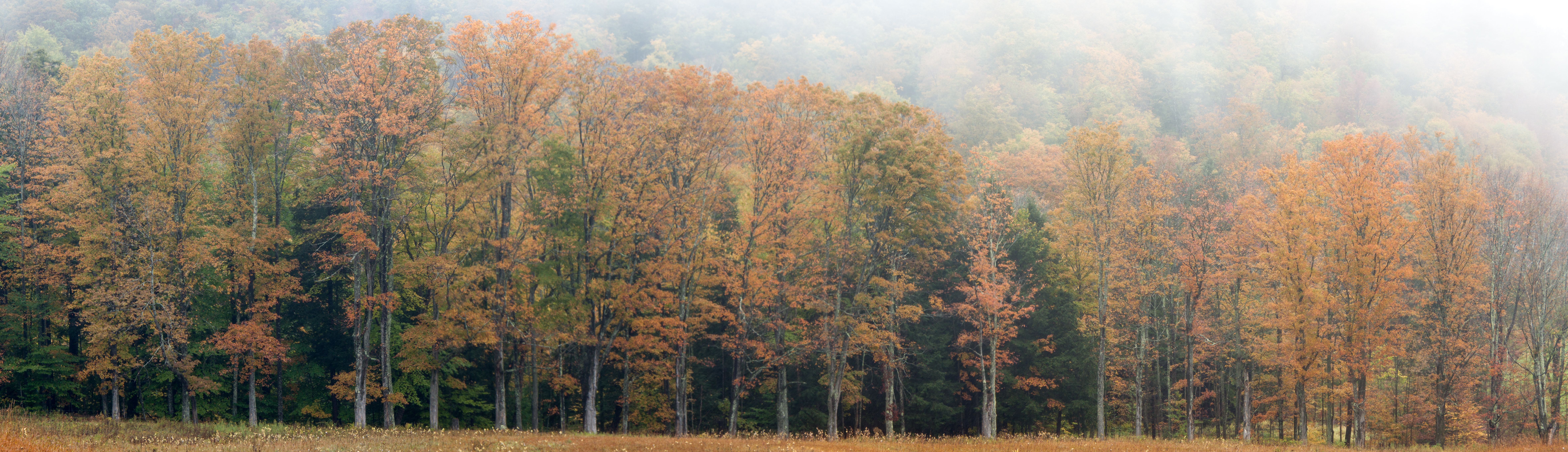 row of trees with fall foliage on foggy day