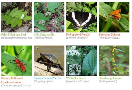 iNaturalist images iNaturalist images
