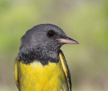 Morning warbler Morning warbler