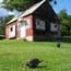 Guinea Fowl at King Farm