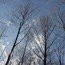 View of bare treetops from below, a cold blue sky behind them.