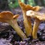 Close-up shot of three yellowish-orange mushrooms growing out of the brown mulchy earth.