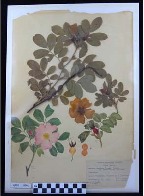 Billings Herbarium Specimen