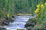 A wide blue river courses over and around rocks, lined on both banks by vibrant evergreens and the occasional yellow-leaved deciduous tree.