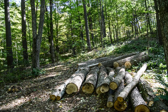 trail surrounded by trees with a pile of logs in the center