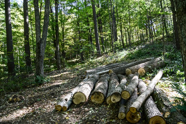 Mount Tom Forest trail surrounded by trees with a pile of logs in the center