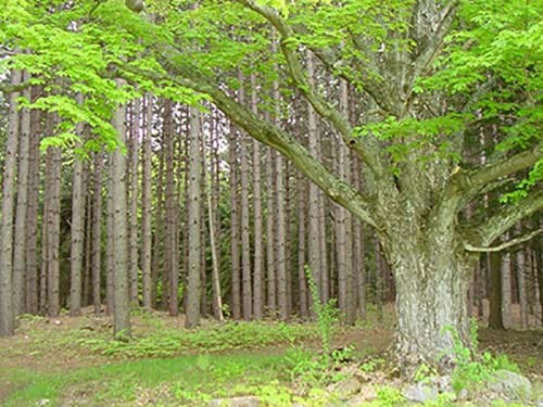 Red Pine stand near Elm lot with Maple Tree