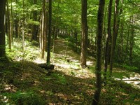 Sunlight streams through lush green deciduous trees, highlighting a smooth dirt path through the forest. Sunlight streams through lush green deciduous trees, highlighting a smooth dirt path through the forest.