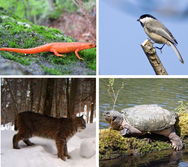 Collage of animals