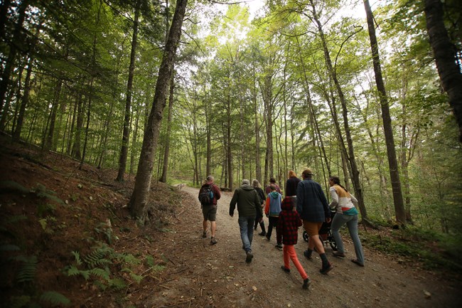 group of hikers walk up carriage trail in summer forest