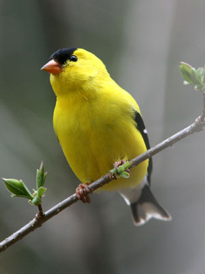 Birds - Marsh - Billings - Rockefeller National Historical Park (U.S. National Park Service)