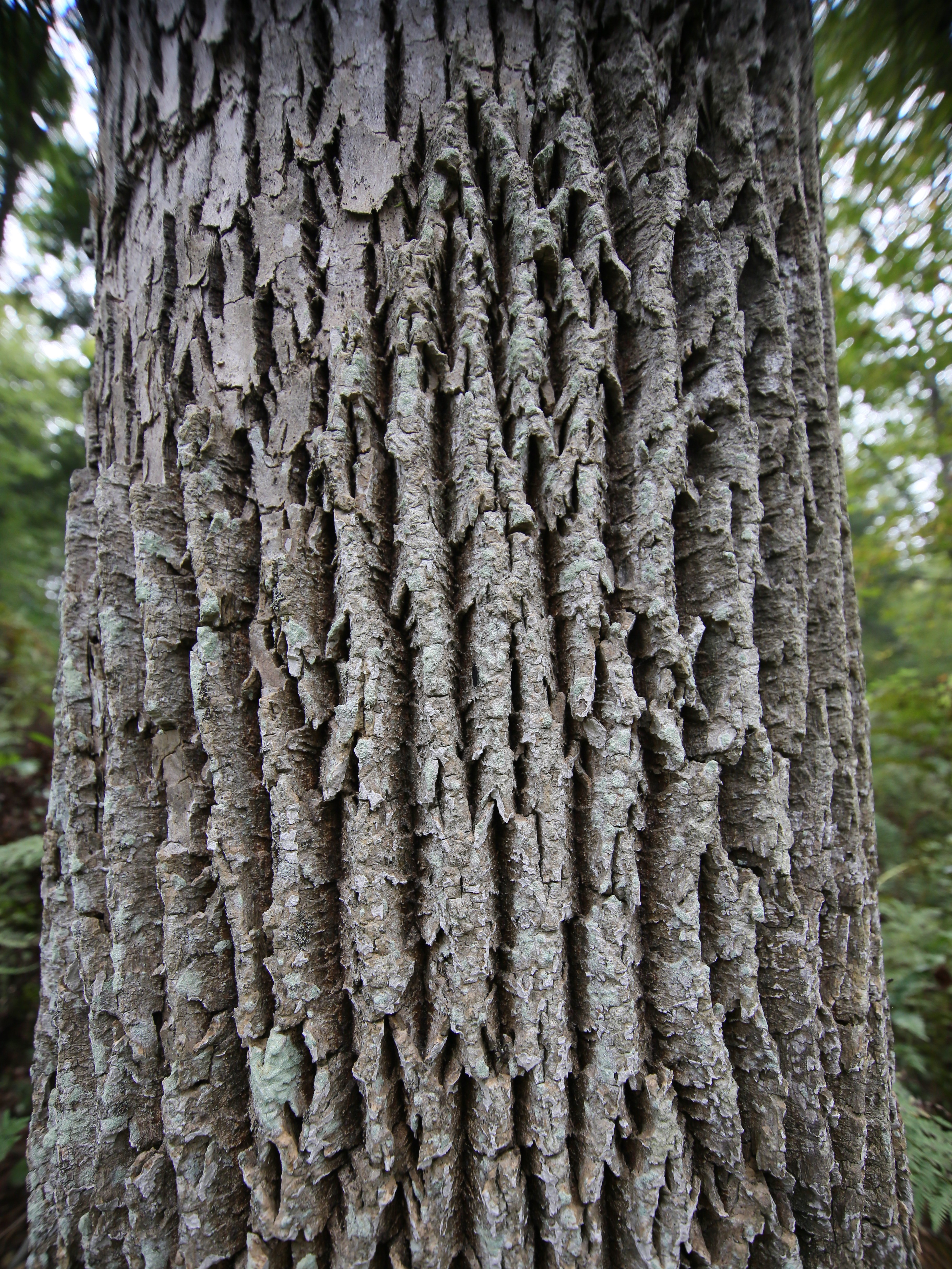 Annual Forest Management Operations at Marsh-Billings-Rockefeller ...