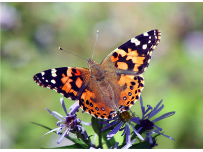 Autumns in the Air Painted Lady Butterfly Credit E Sharron 400x300 Autumns in the Air Painted Lady Butterfly Credit E Sharron 400x300