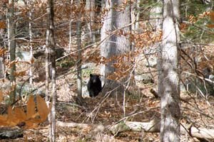 Bear in the park Bear in the park