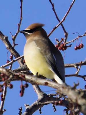 Cedar Waxwing bird in tree with berries