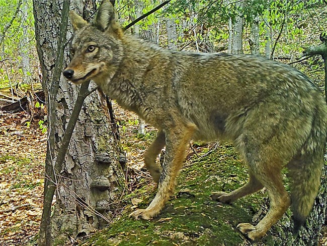 Coyote talk trail camera NPS photo 800x600