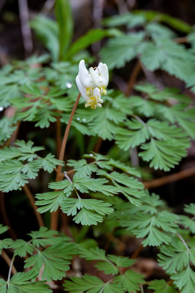 white flower popping up among ferns