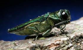 Emeral Ash Borer