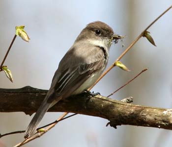 Eastern Phoebe Eastern Phoebe