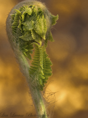 Close up photo of newly opened fern frond Close up photo of newly opened fern frond