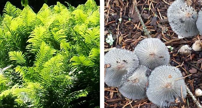 Ferns and mushrooms