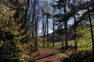 Forest in fall Forest in fall