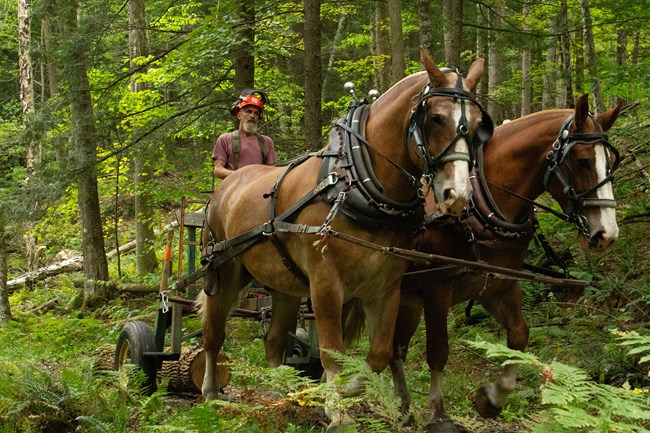 horse logger leads team of two horses in the forest
