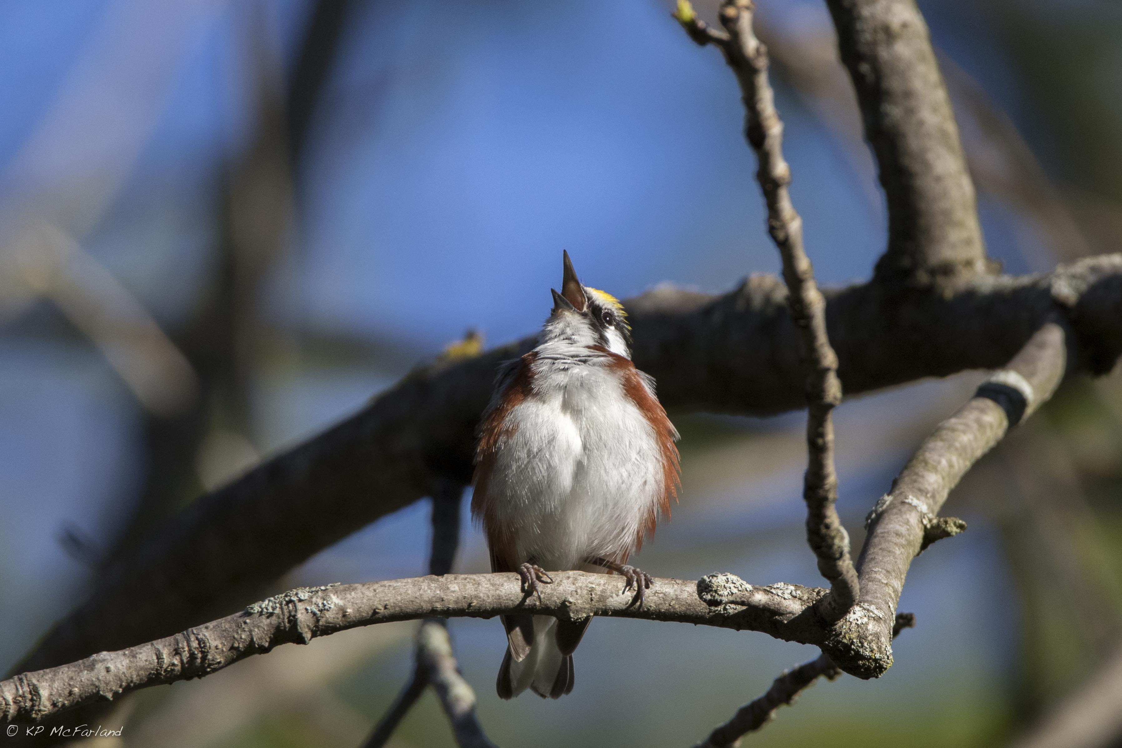 Migratory bird on a tree branch Migratory bird on a tree branch