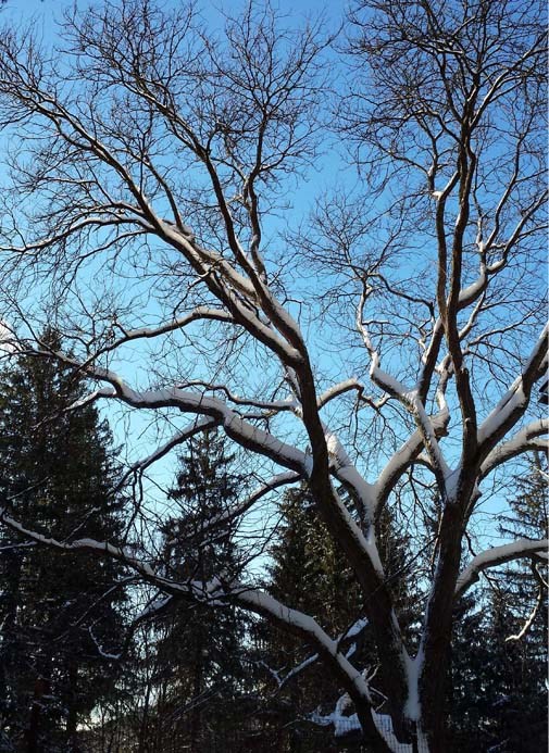 Snow covered Tree in the Park