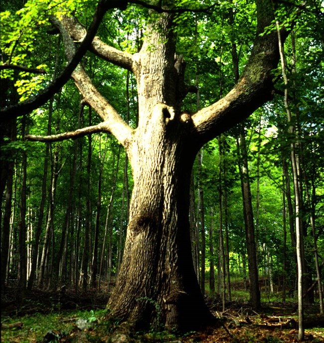 ash tree standing in forest