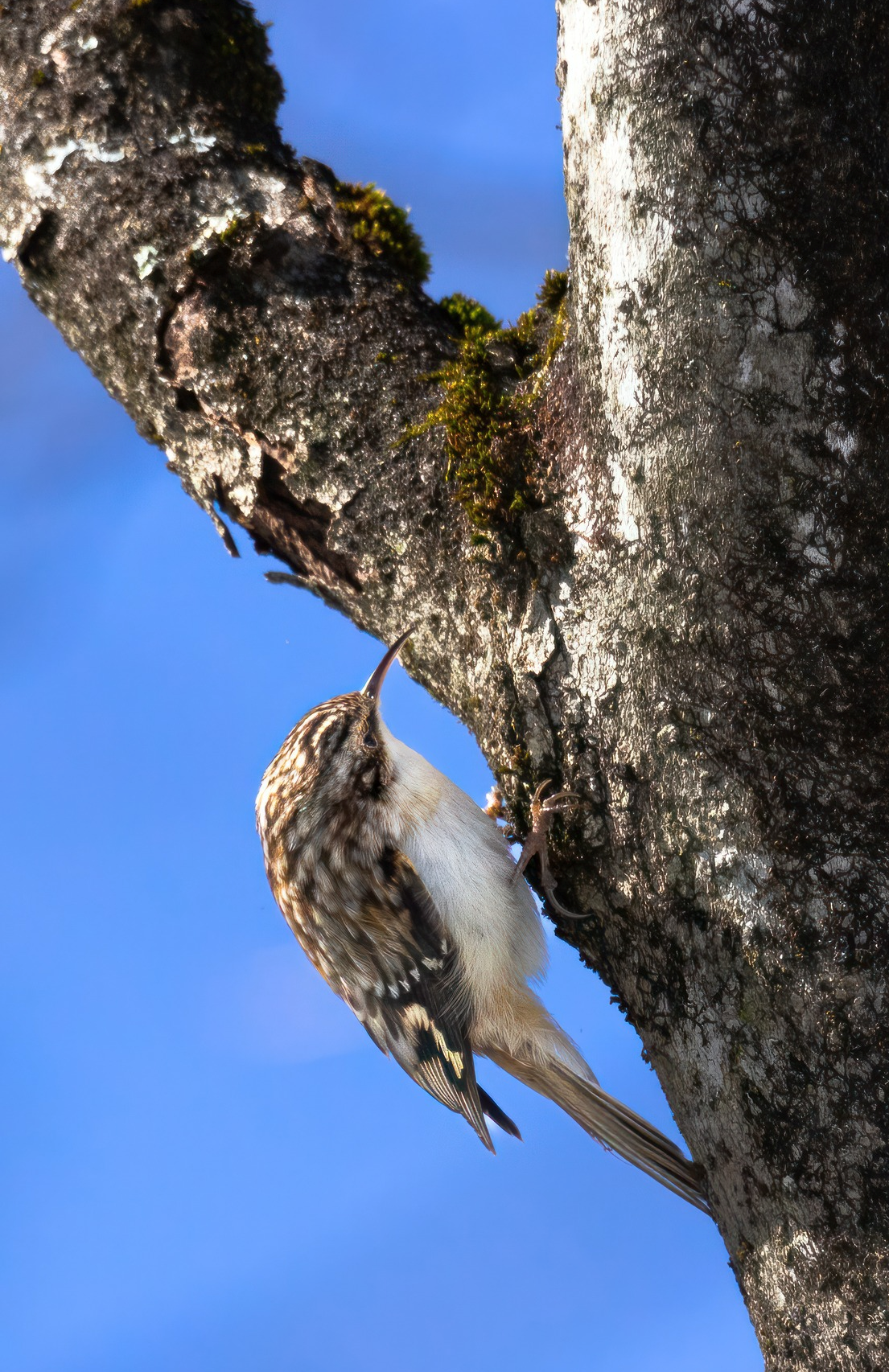 brown creeper climbs tree