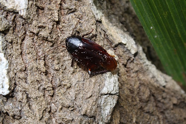 image of insect on tree bark