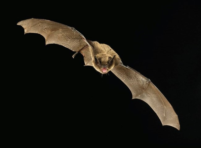 bat flies toward camera with black background
