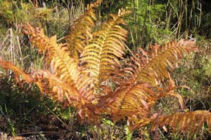 Fern in Autumn