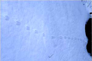 tracks 